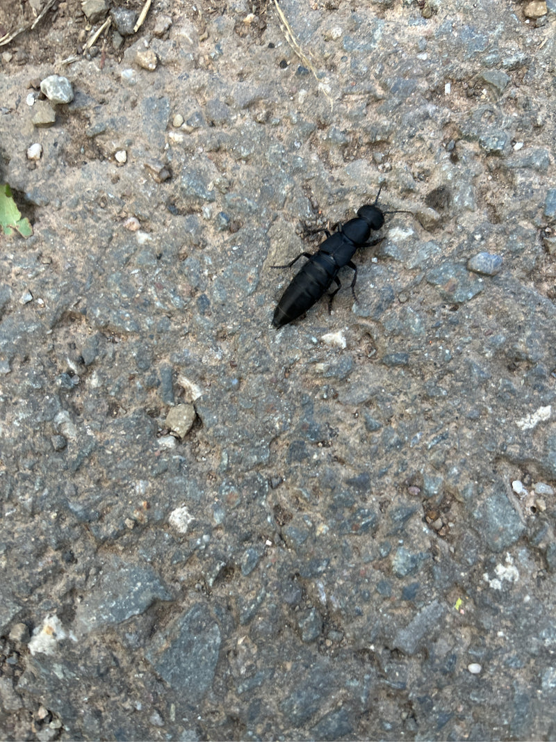 Een stuitkever loopt over een grijs grindpad. Het insect is van bovenaf te zien.