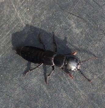 Een volwassen stinkende kortschildkever rust op een donkere, gestructureerde ondergrond, van bovenaf gefotografeerd.