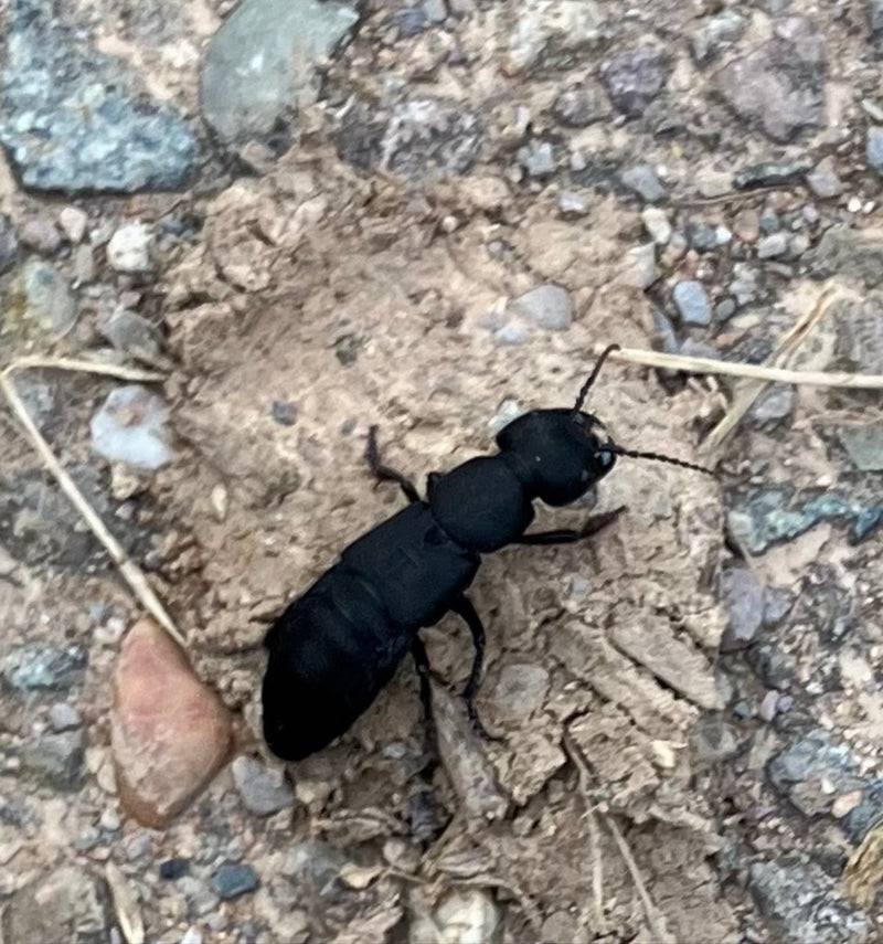 De afbeelding toont een zwarte kortschildkever die over een stenige grond loopt. Het insect laat zijn typische langwerpige zwarte lichaam zien.