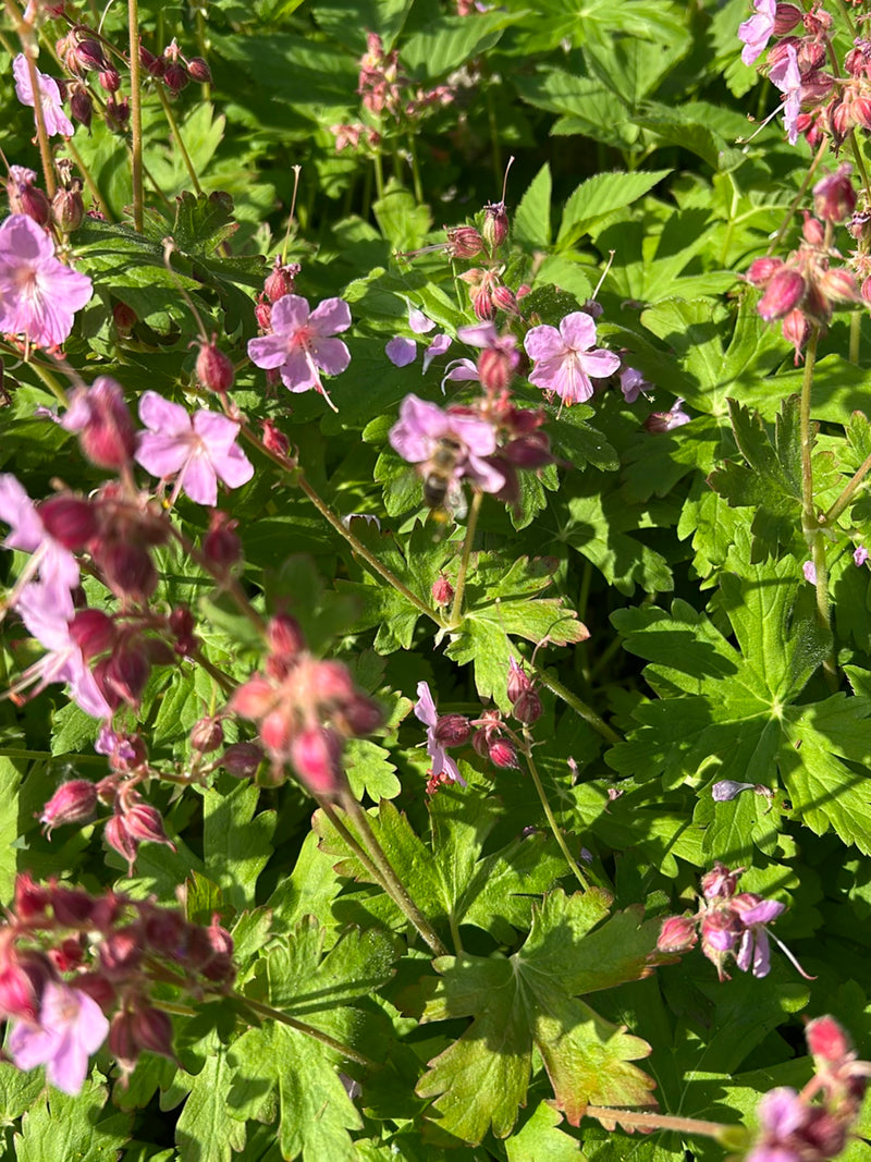 Großer Storchschnabel — Bild 1