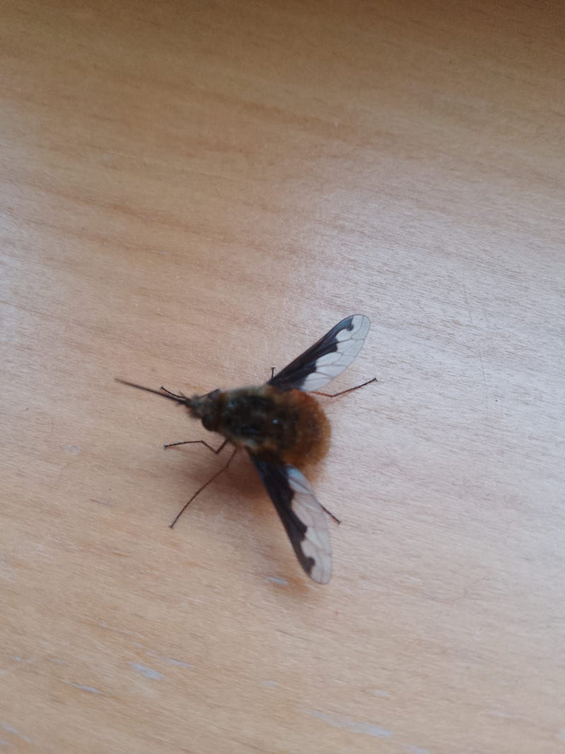 Grote wollen drijver — Bild 1