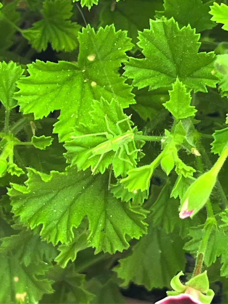 De afbeelding toont een nimf van een groen doornstruikje die op een groen blad zit. Het perspectief van bovenaf legt het jonge insect vast in zijn natuurlijk...