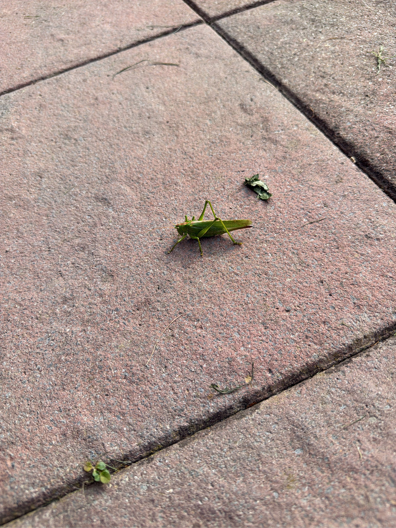 Een groene sabelsprinkhaan zit op een rode stenen bestrating. Het insect is van de zijkant te zien.
