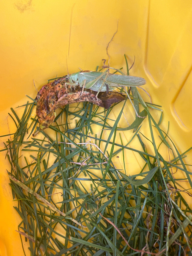 Een groot groene sabelsprinkhaan zit op een verdord blad in een gele bak met gras. Het insect is duidelijk zichtbaar en toont zijn typische groene kleur.
