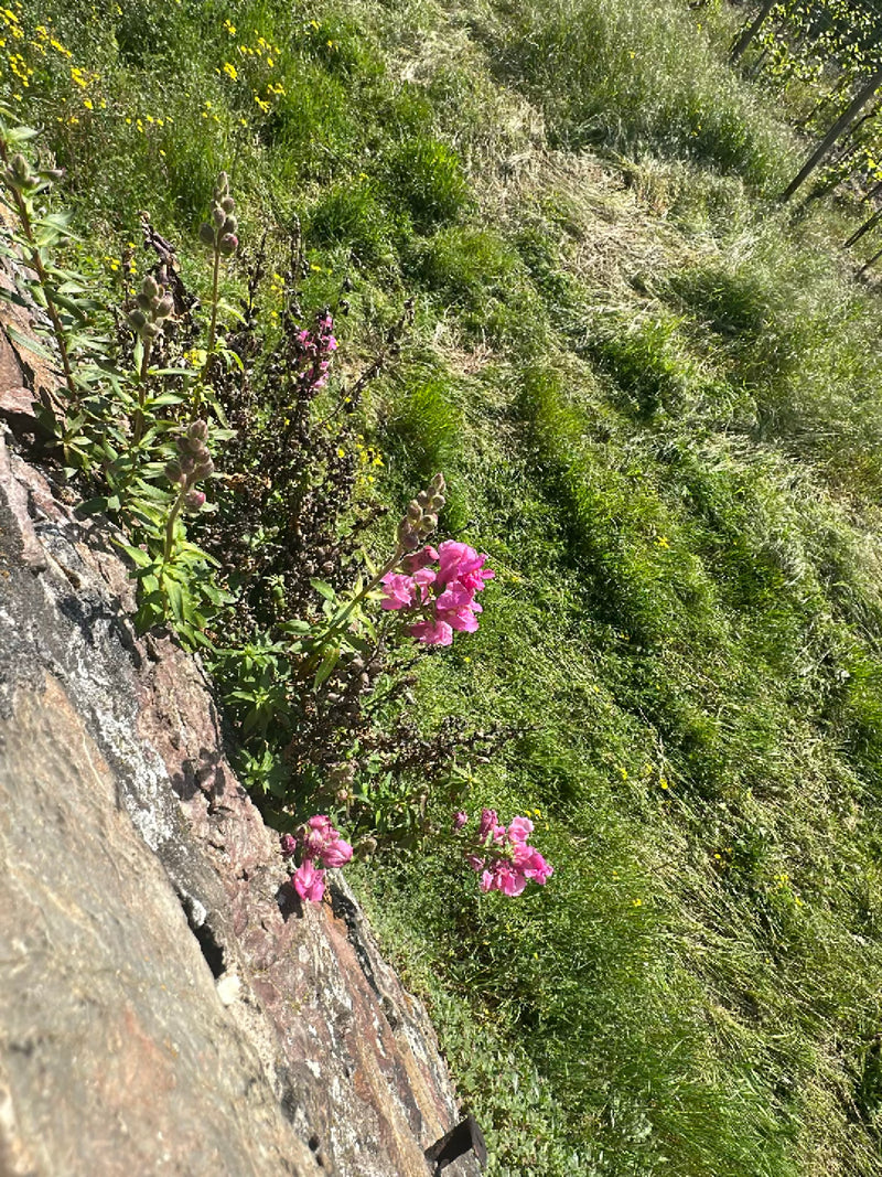 Leeuwebekken — Bild 2