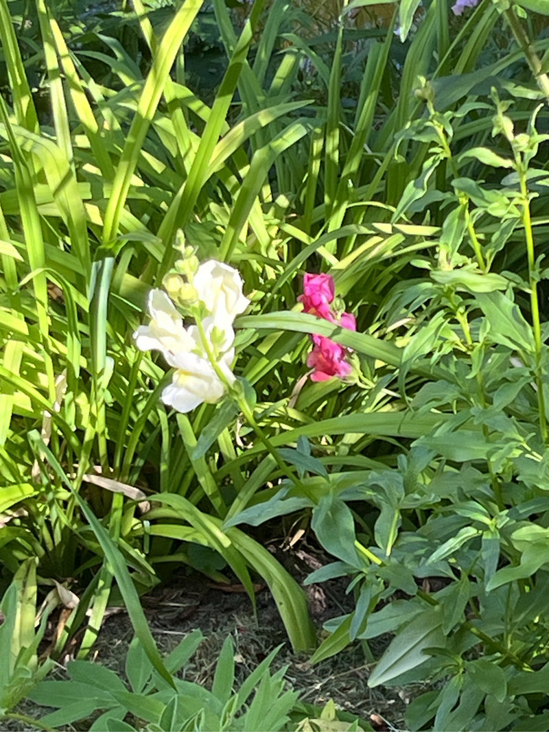 Witte en roze bloemen van leeuwenbekjes zijn zichtbaar, groeiend te midden van groen loof in een tuin.