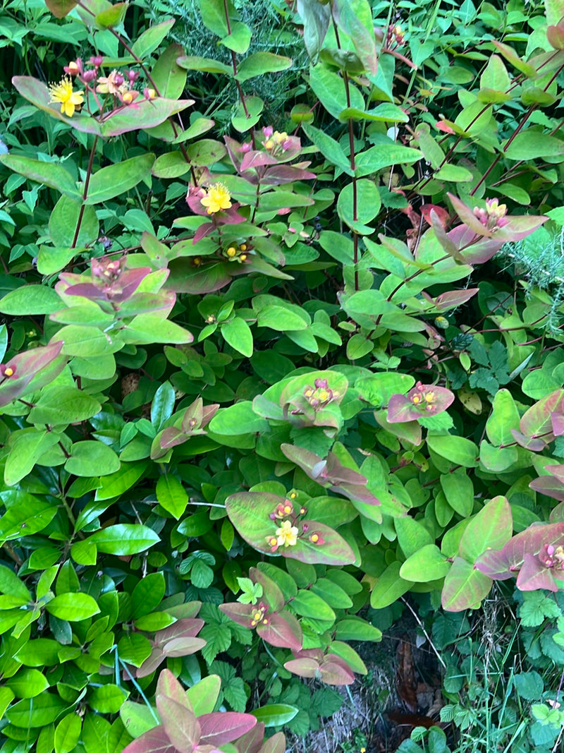 Großkelchiges Johanniskraut — Bild 3