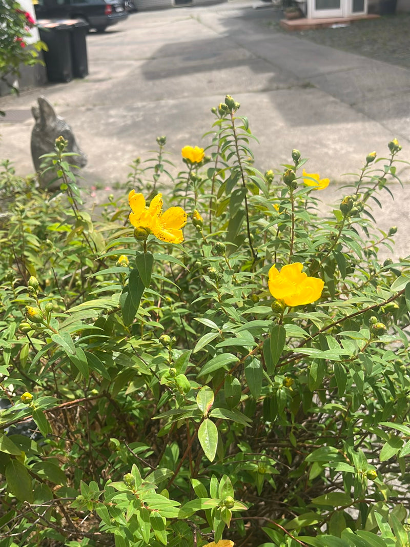 Großkelchiges Johanniskraut — Bild 1