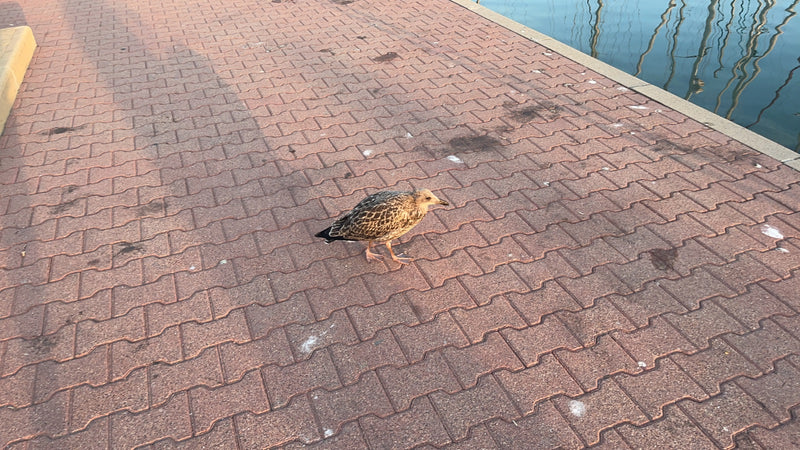 Grote meeuw — Bild 1