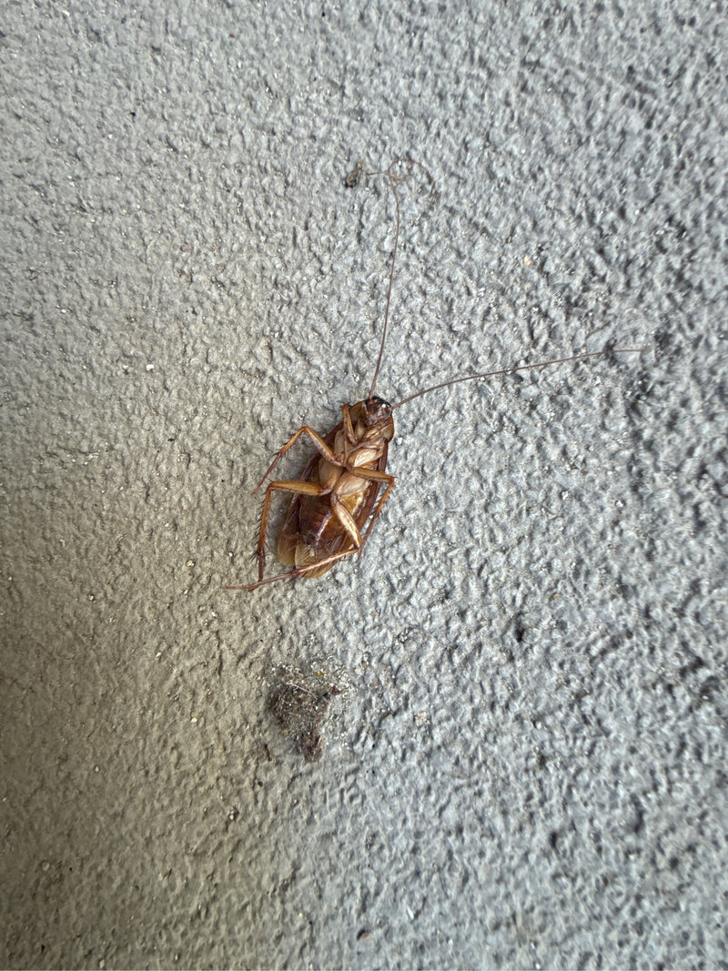 Grote kakkerlak (Periplaneta sp.) — Bild 2