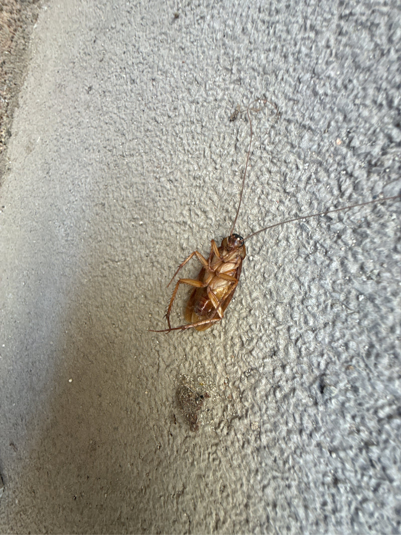 Grote kakkerlak (Periplaneta sp.) — Bild 1
