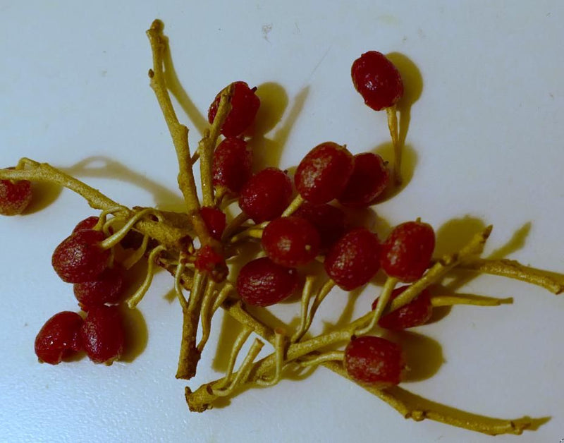 Gumi-Beere — foto 1 van 1