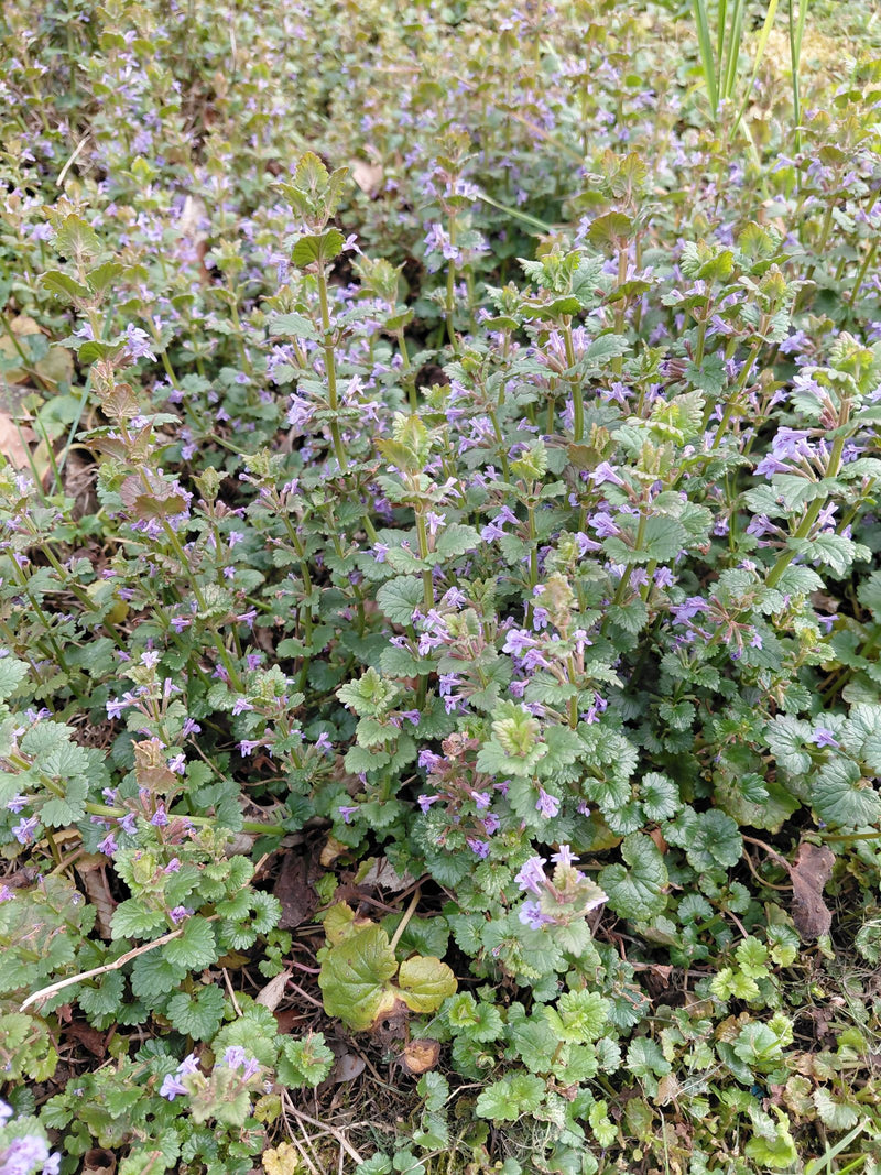 Een dichte begroeiing van hondsdraf met niervormige, gekartelde bladeren en kleine paarse bloemen is op de grond te zien. De foto toont de planten van bovena...