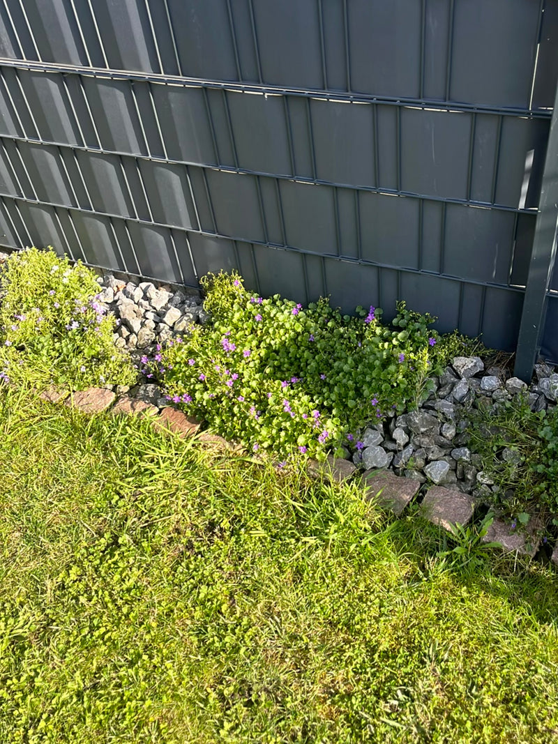 De afbeelding toont een bloeiende hondsdraf met kenmerkende paarse bloemen. Hij groeit in een tuinborder langs een grijs metalen hek.