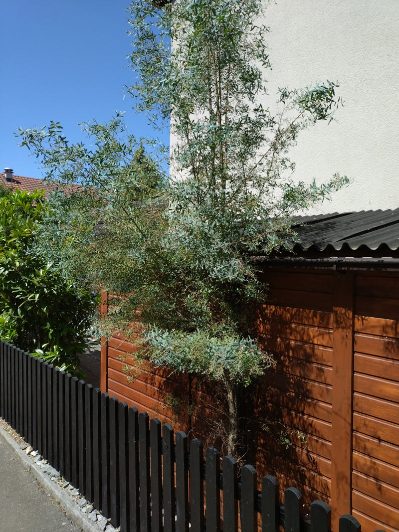 Gunn eucalyptus — Bild 2