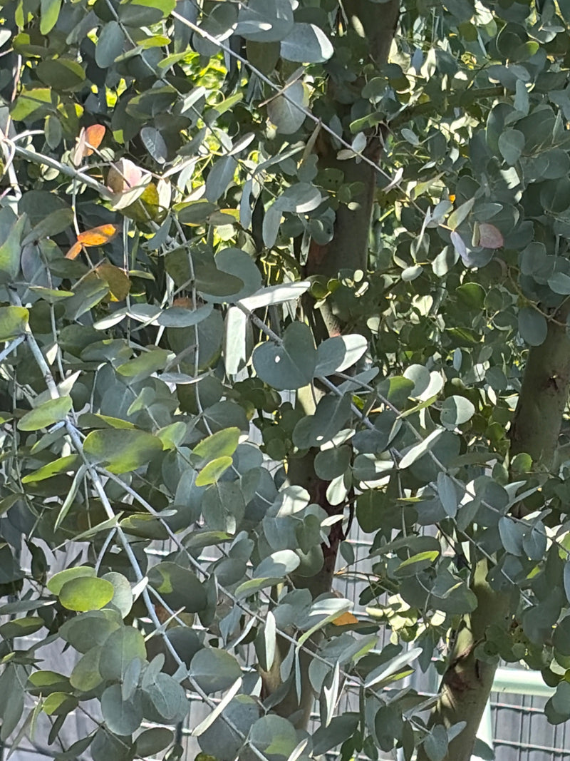 Gunn eucalyptus — foto 3 van 9