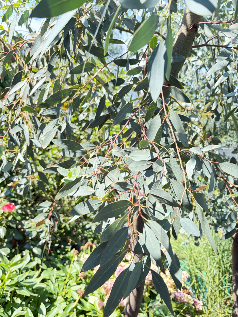 Gunn eucalyptus — foto 1 van 9
