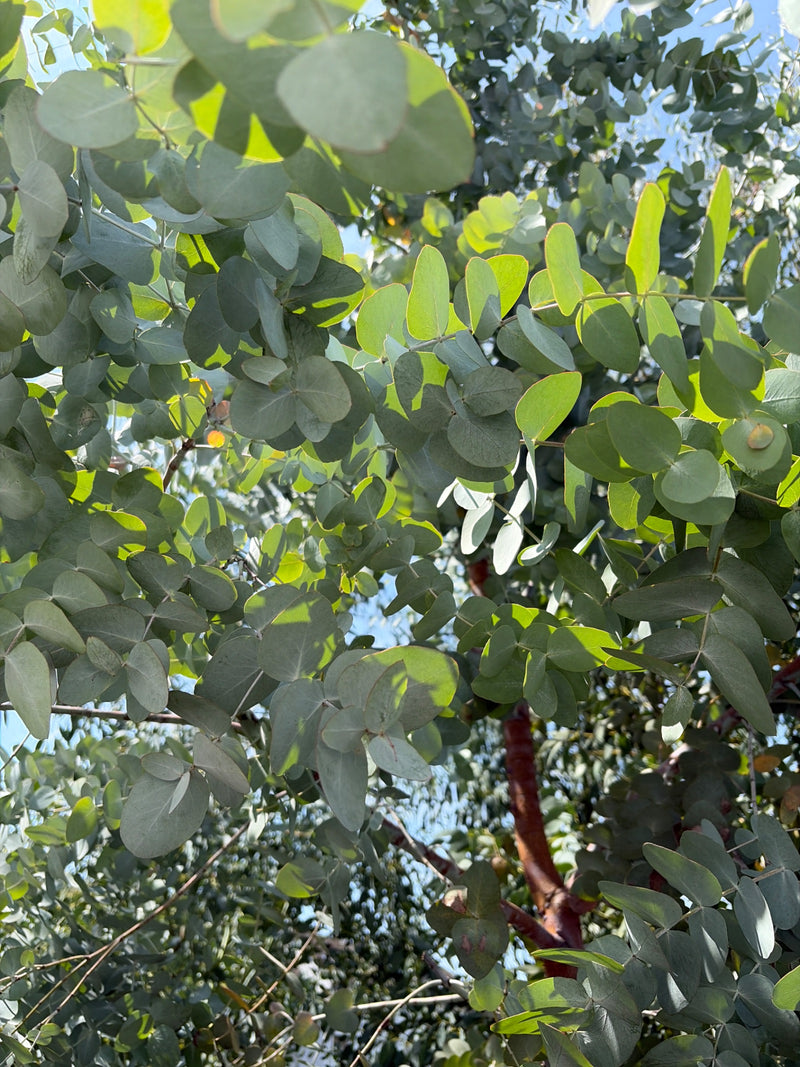 Gunn eucalyptus — foto 5 van 9