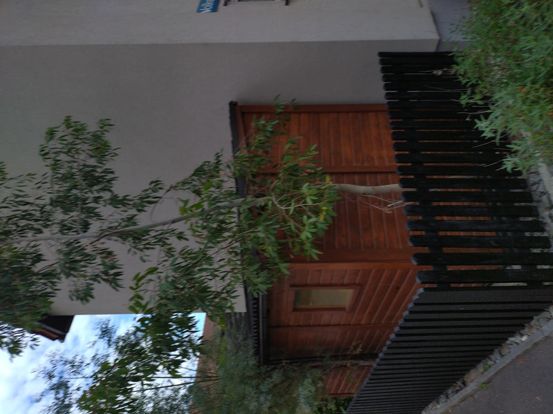 Gunn eucalyptus — Bild 1
