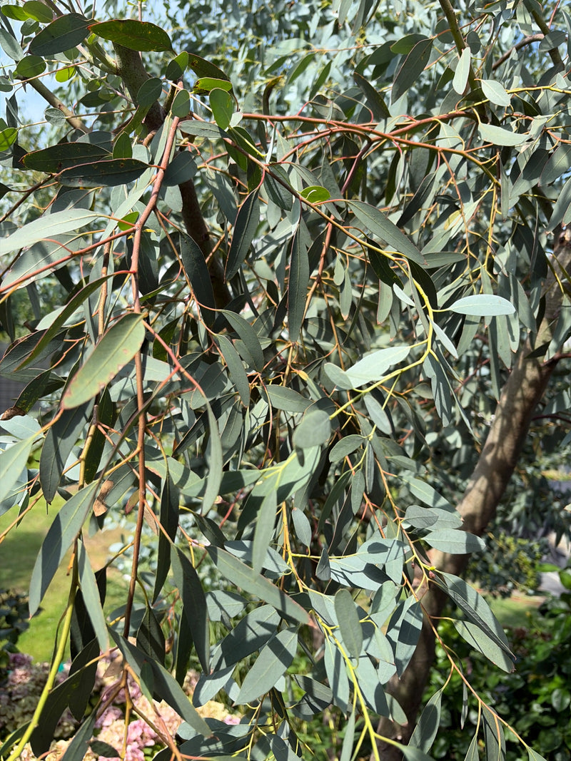 Gunn eucalyptus — foto 2 van 9