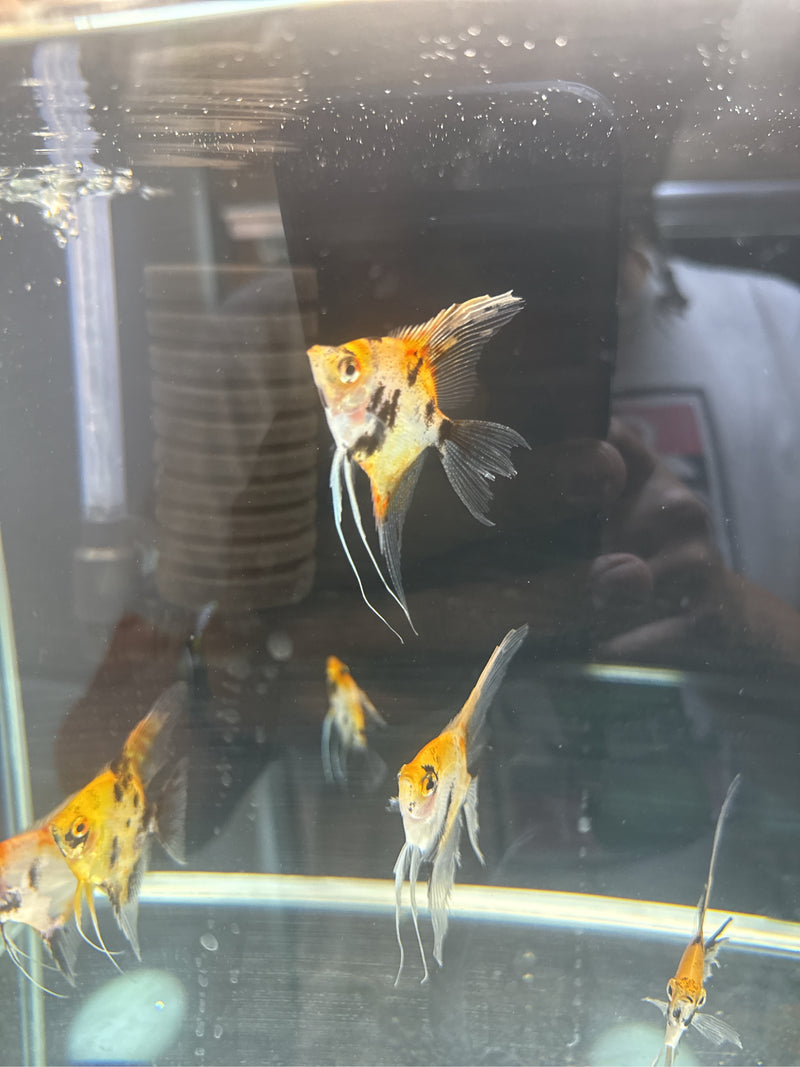 guppie — Bild 2