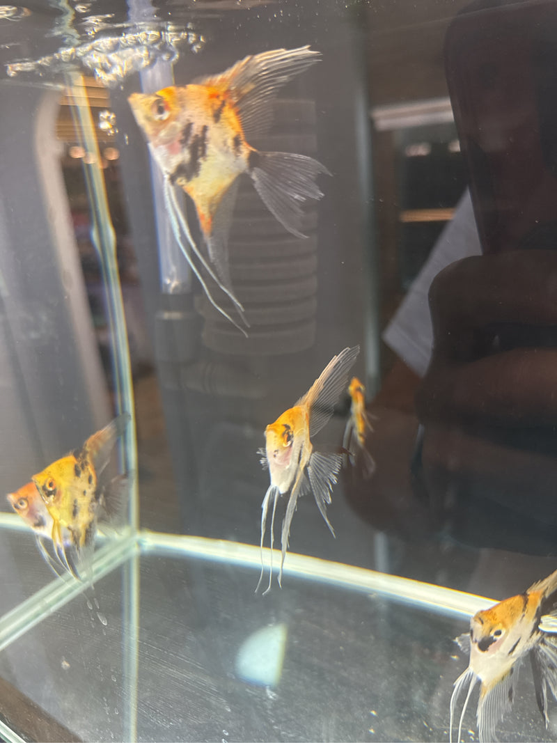 guppie — Bild 3