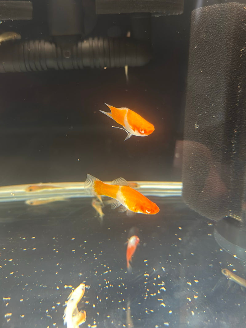 guppie — Bild 5
