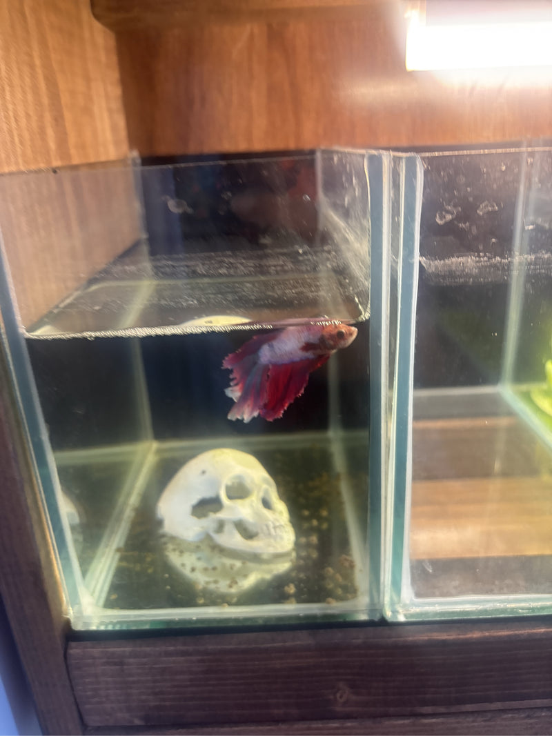 guppie — Bild 4