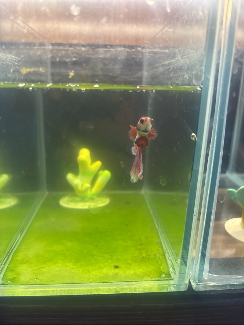 guppie — Bild 1