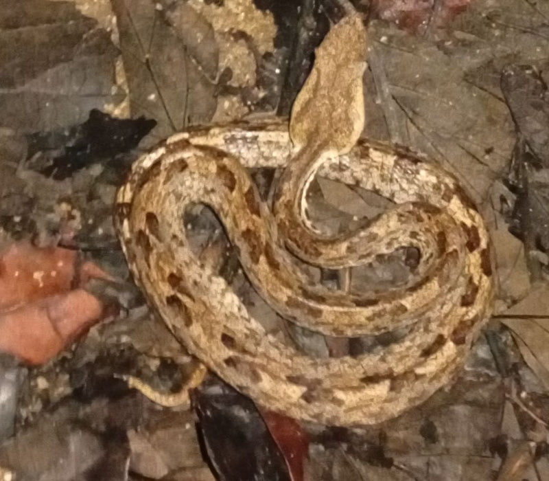 Een bultneusadder ligt opgerold op droog bladafval op de grond. Zijn driehoekige kop en getekende schubben zorgen voor een uitstekende camouflage.