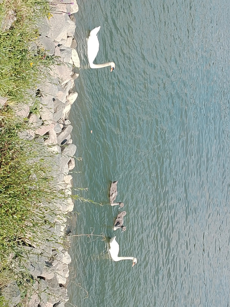 Op het water bij een stenige oever zwemmen twee witte knobbelzwanen samen met verschillende grijze jongen. De vogels zijn duidelijk zichtbaar vanuit vogelvlu...