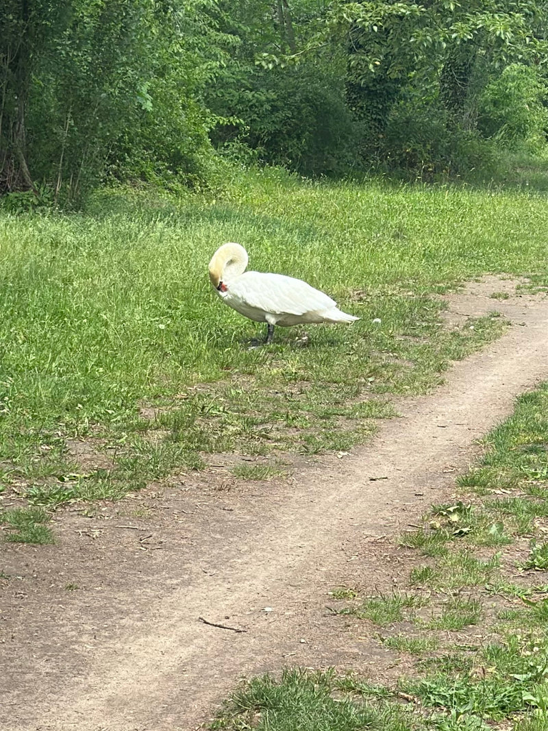 Een knobbelzwaan staat in het groene gras naast een pad met gebogen hoofd. Zijn witte verenkleed en karakteristieke rode snavel zijn goed zichtbaar.
