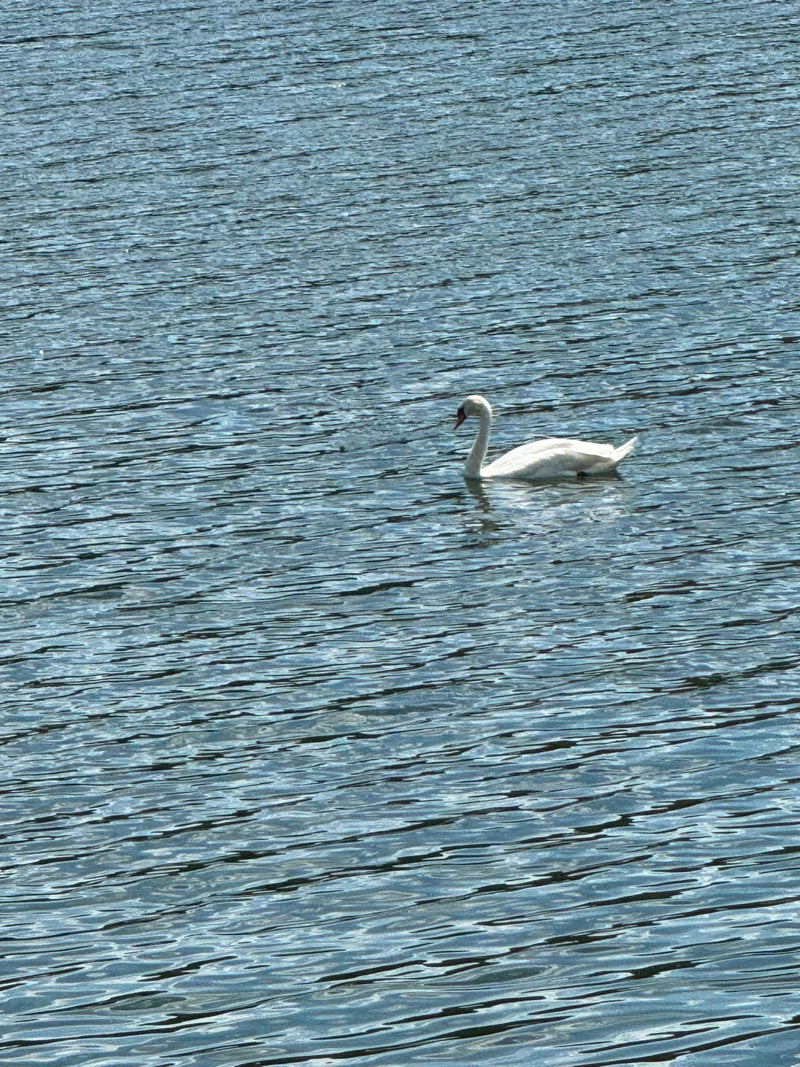 Een witte knobbelzwaan zwemt op het rimpelende water van een meer. De vogel is duidelijk zichtbaar.
