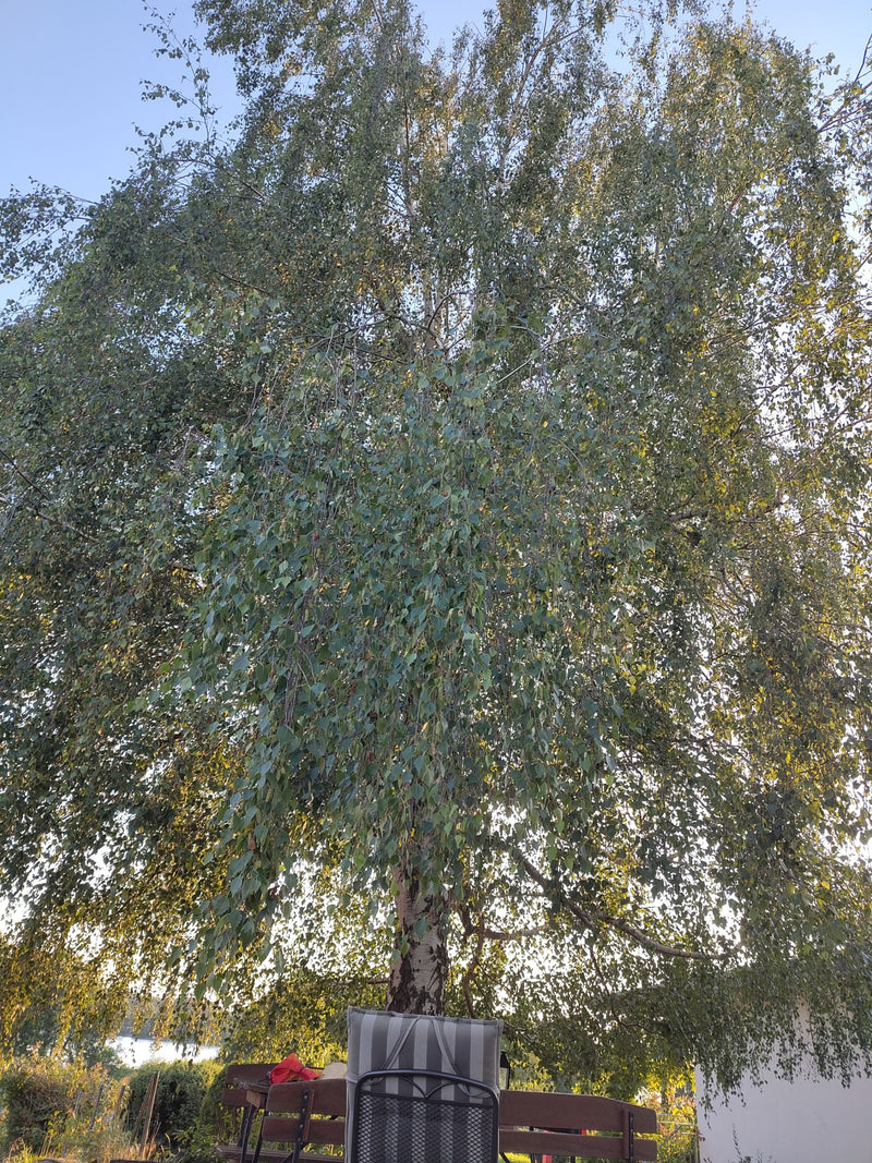 Te zien is een grote ruwe berk met zijn kenmerkende kroon en hangende takken. De boom staat in een tuin tegen een heldere hemel.