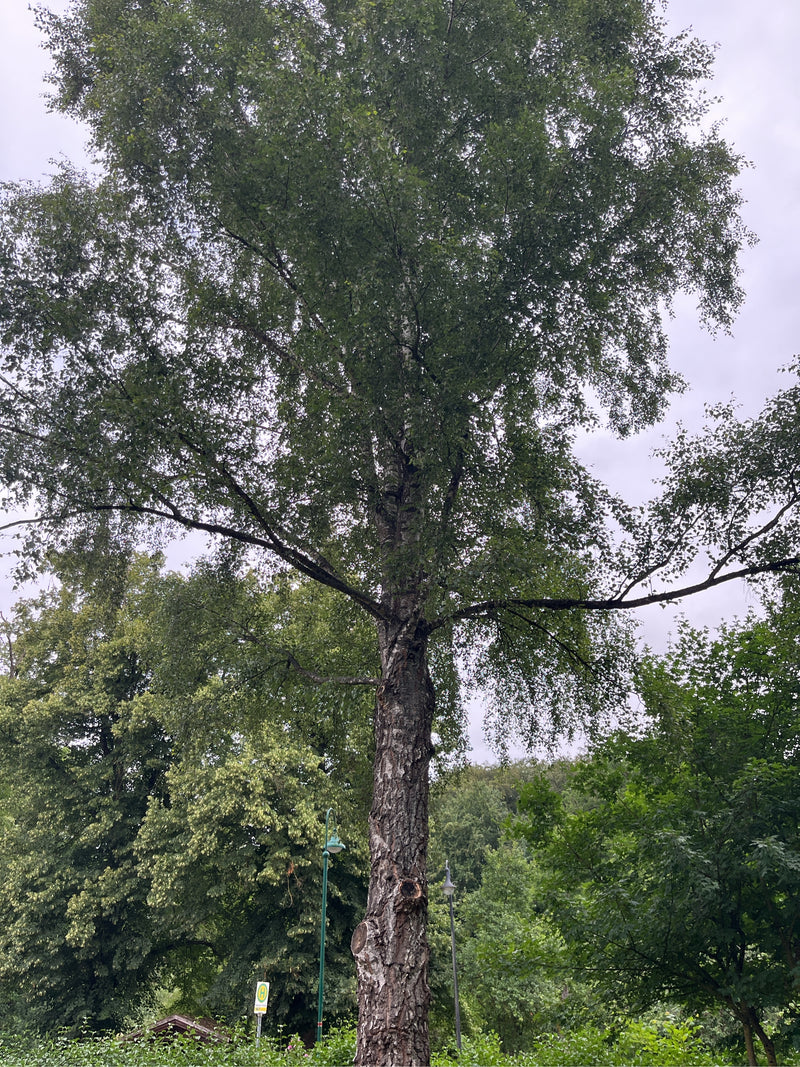 De foto toont een volwassen ruwe berk met een opvallende stam en uitspreidende kroon. De boom staat in een groenvoorziening onder een bewolkte hemel.