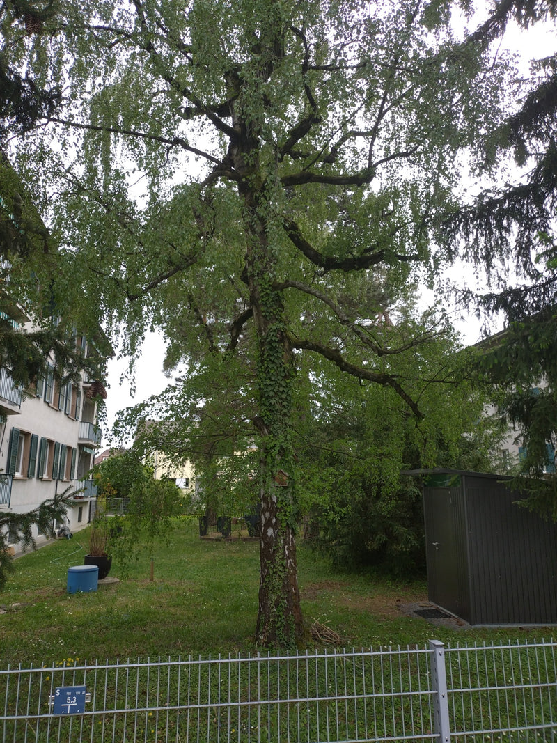 De foto toont een volwassen ruwe berk met kenmerkende, deels begroeide bast in een tuin. De boom staat voor een woongebouw en toont zijn typische, uitgesprei...