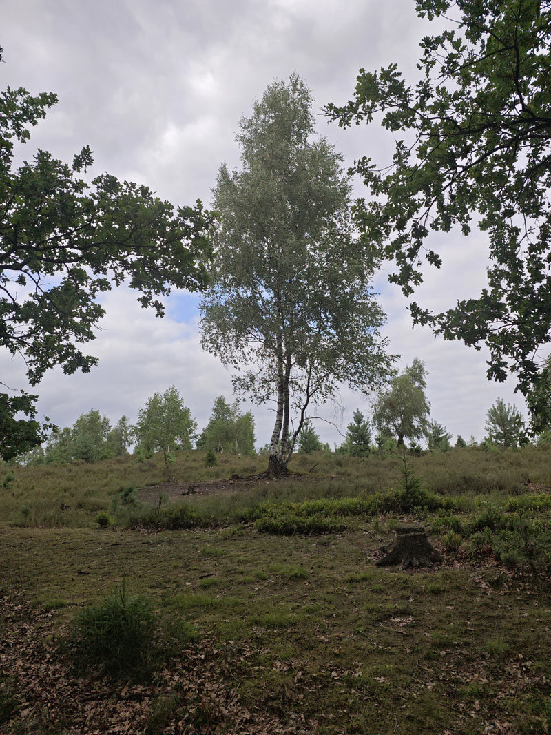 Een slanke ruwe berk met kenmerkende witte schors staat in het midden van een open heidelandschap. Op de voorgrond en aan de zijkanten omlijsten andere boomk...