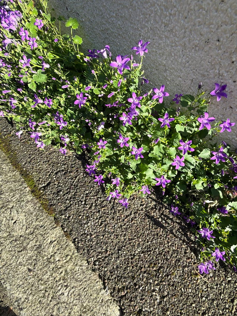Hänge-Glockenblume — Bild 1