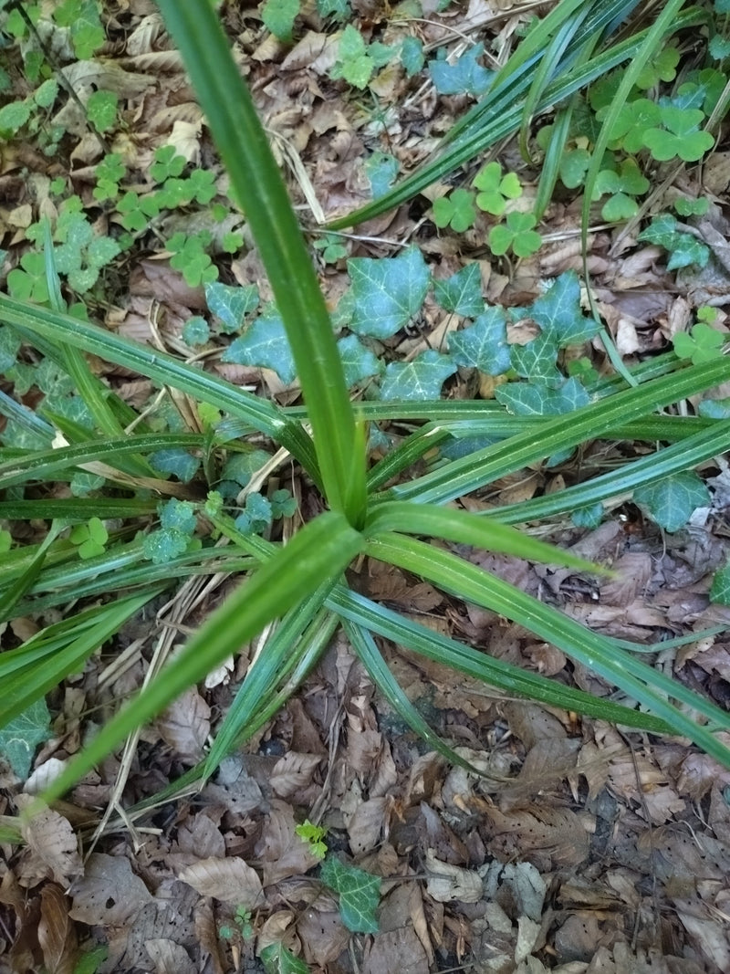 Hangende zegge — Bild 1