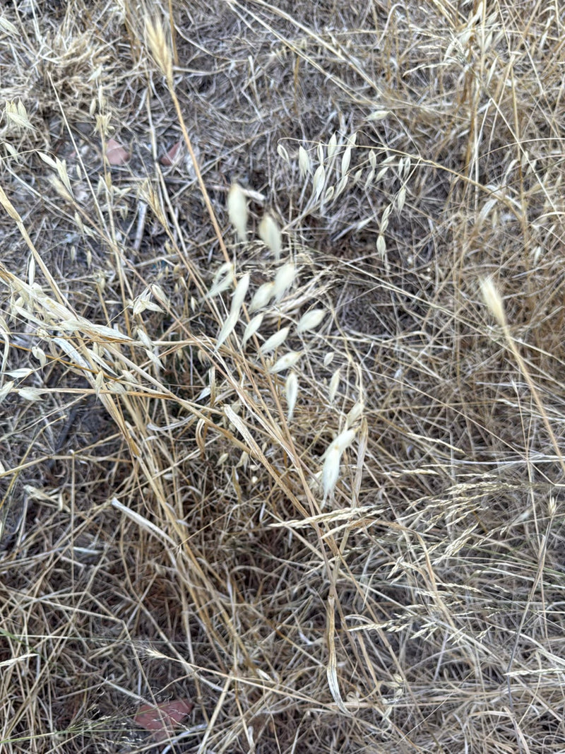 Haver soort — Bild 2