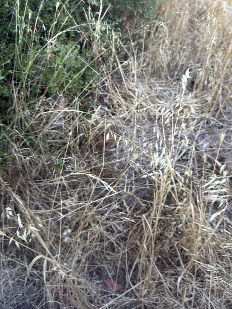 Haver soort — Bild 3