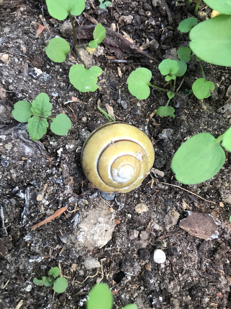 Op de donkere grond ligt een gele tuinslak met opvallende donkere banden. Het dier wordt omringd door kleine groene zaailingen.