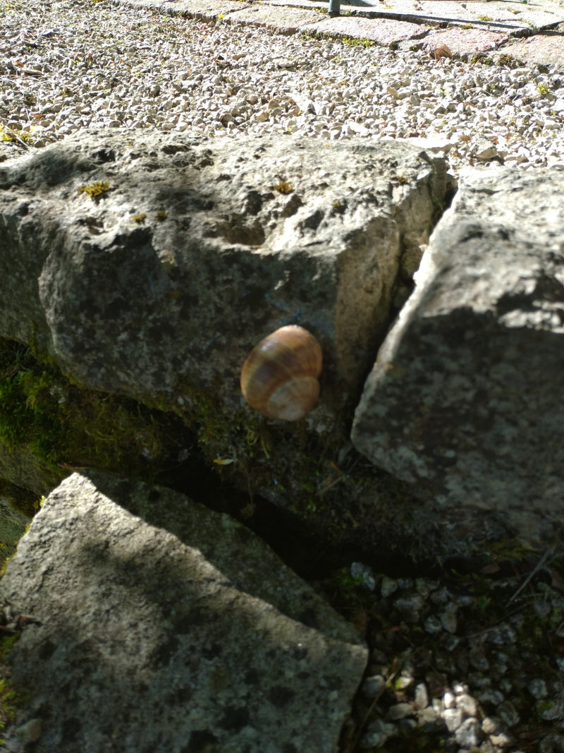 De afbeelding toont een tuinslak met haar kenmerkende huisje. Ze zit op een grijze stenen muur in het zonlicht.