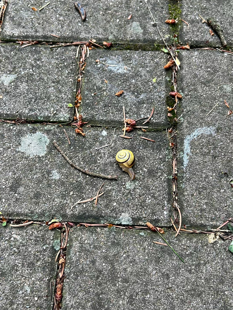 Een gele tuinslak met donkere banden op zijn huisje kruipt over grijze stenen tegels. Het dier wordt omringd door verspreide kleine takjes en plantenresten.