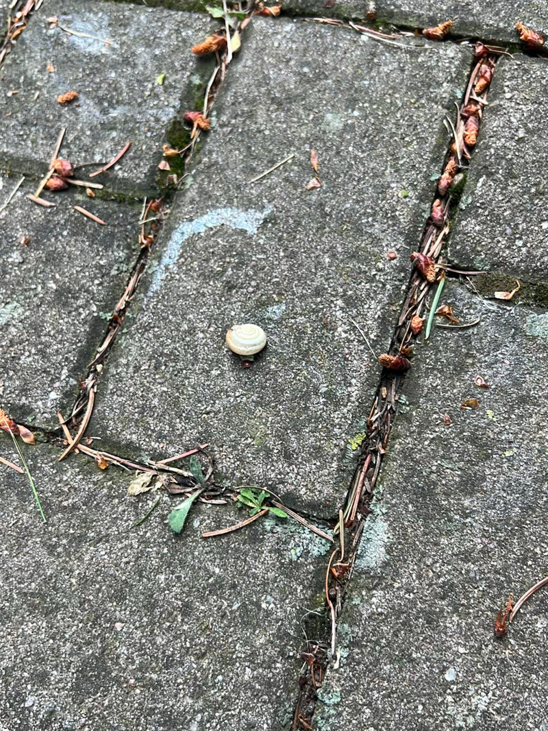 Een kleine tuinslak zit op grijze stenen tegels. Er ligt verspreid plantenafval omheen.