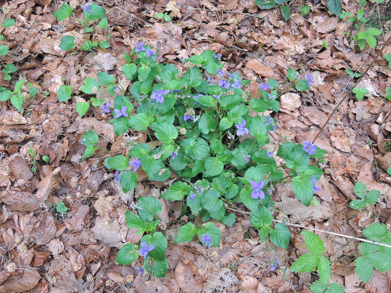 Grove viooltjes — Bild 1