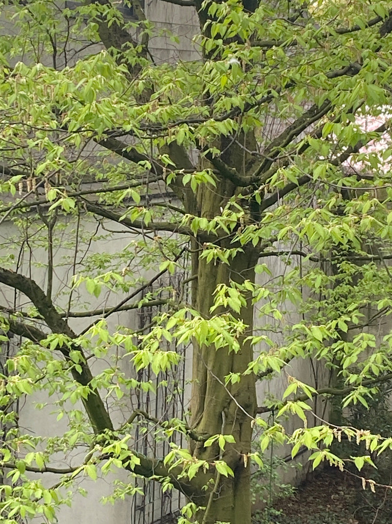 haagbeuk — Bild 2