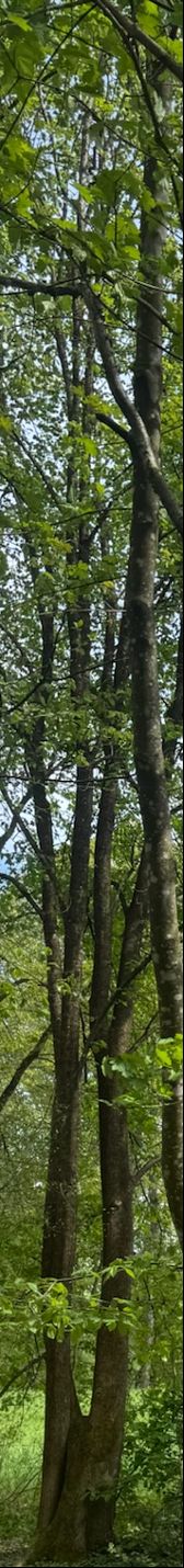Te zien is de karakteristieke, licht gedraaide stam en het groene bladerdak van een haagbeuk in een bos. De boom staat op een natuurlijke bosbodem.