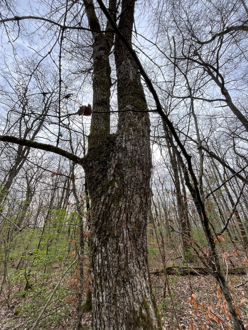 haagbeuk — Bild 1