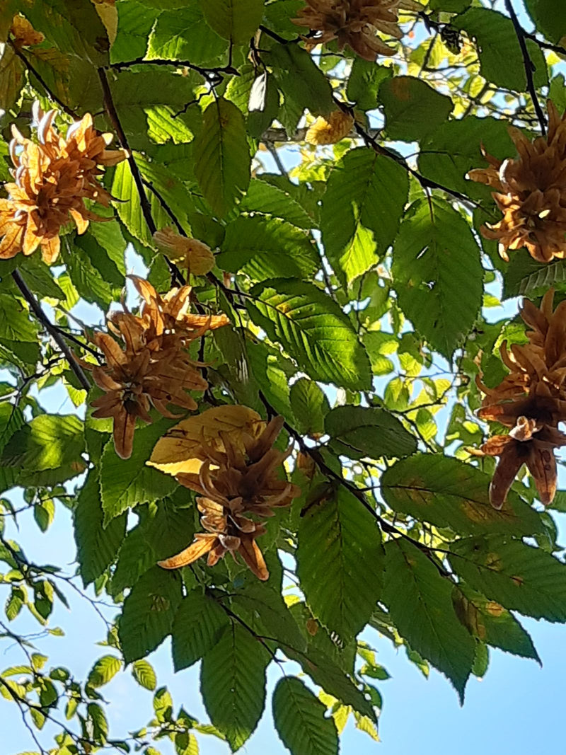 Takken van een haagbeuk met groene bladeren en bruine, rijpe vruchtkatjes tegen een blauwe lucht.